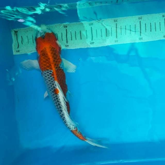 KUJAKU 30cm