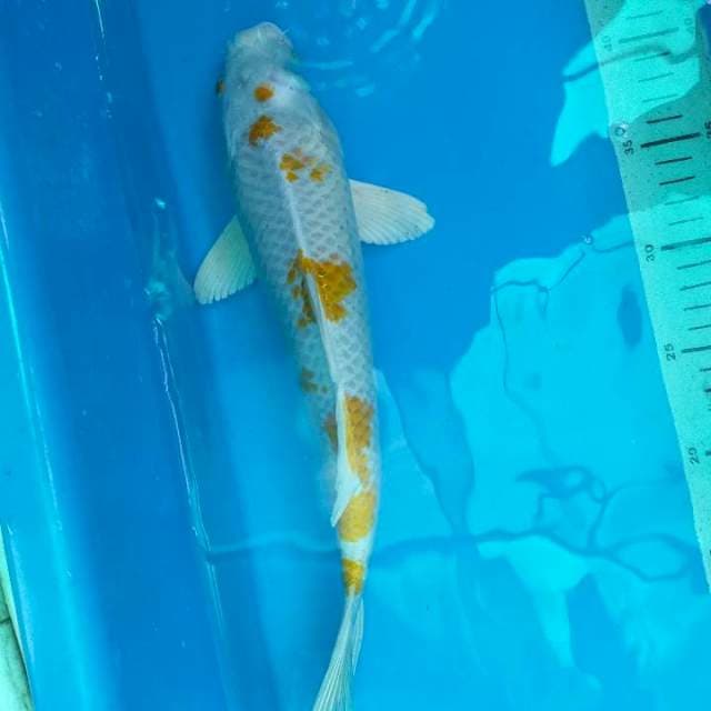 HARIWAKE 33cm