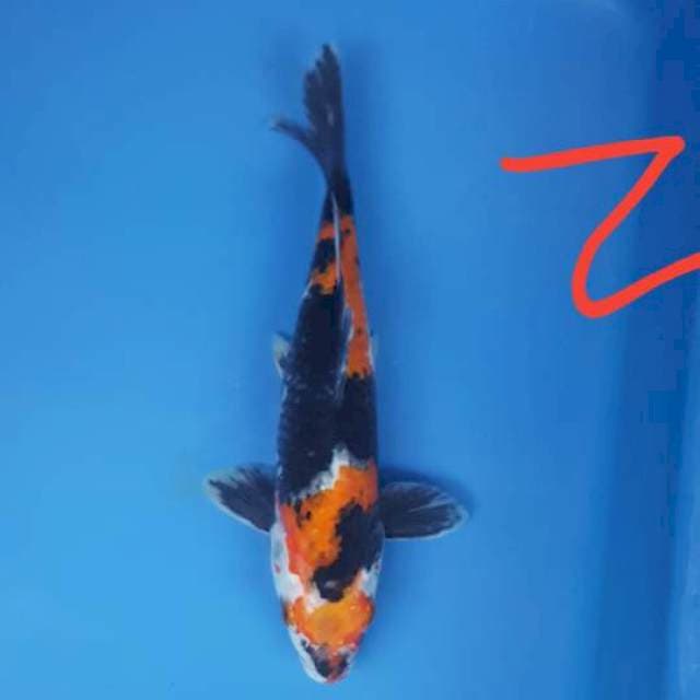 Showa Original 24cm