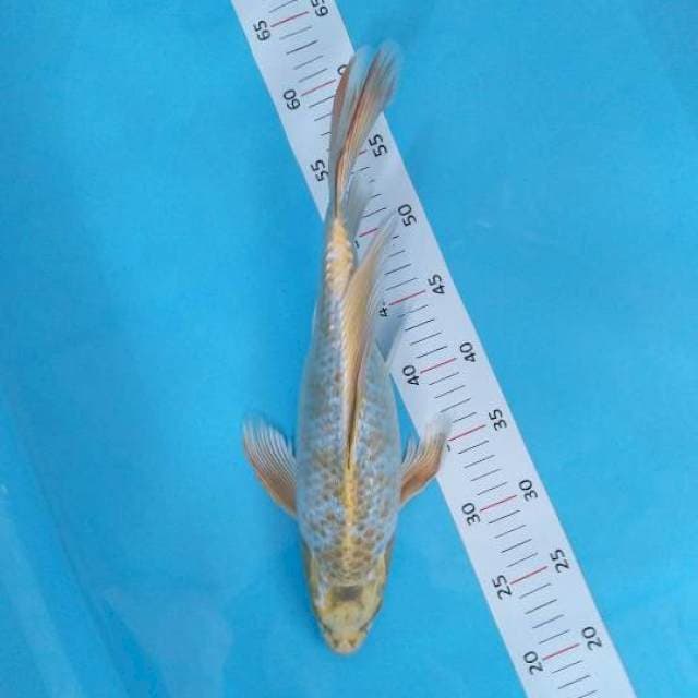 Kupay 37cm
