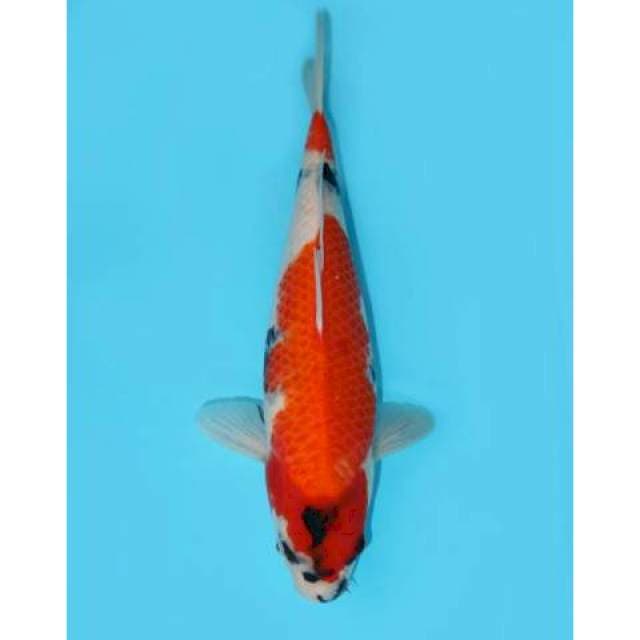 Tategoi Showa Petir 34 cm