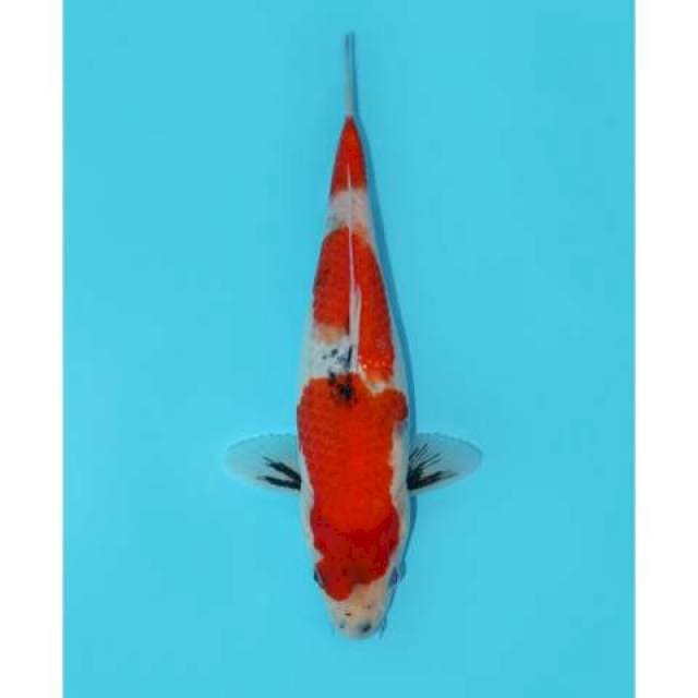 Tategoi Showa Prospek Bagus 31 cm