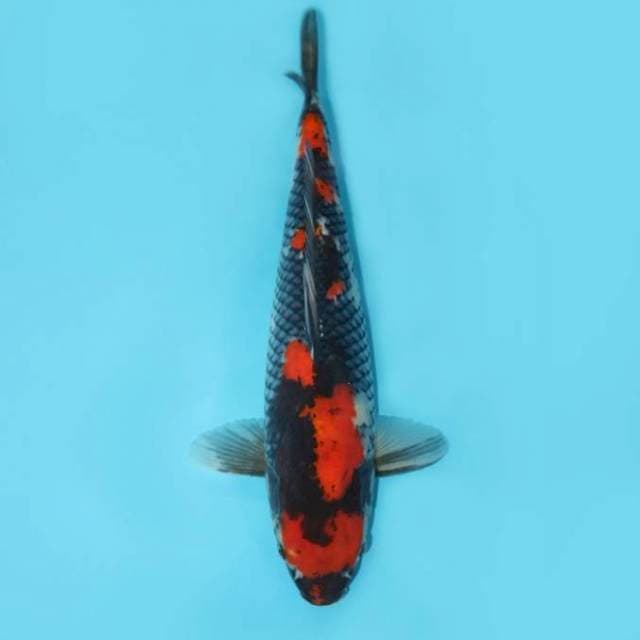 Showa Sansoku Jumbo 45 cm