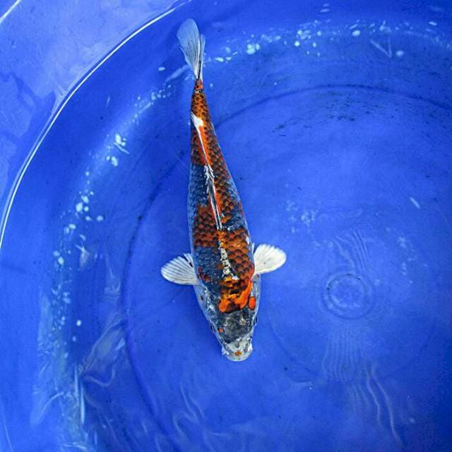 Gingga ±30cm