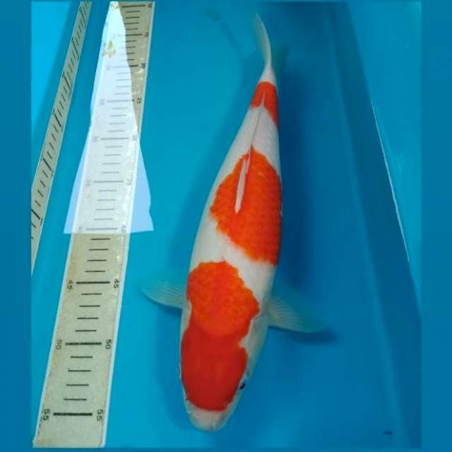 Kohaku 40 cm