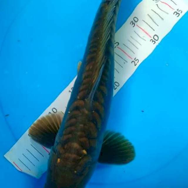 Karasu sisik naga jumbo