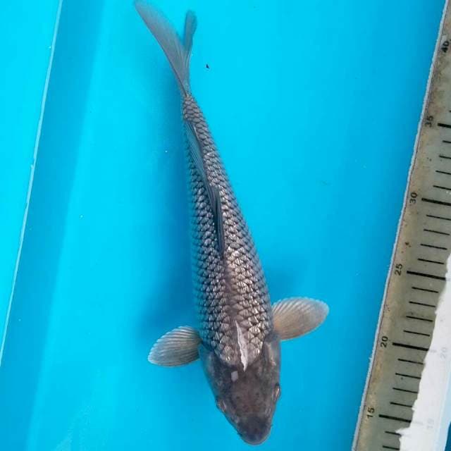 SORAGOI 30CM FEMALE