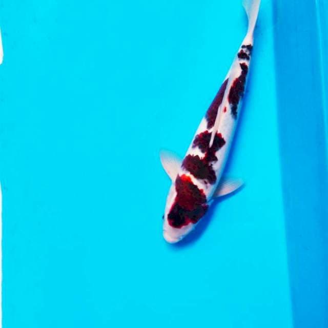 Ghoromo male 37cm