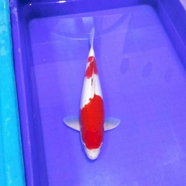 Kohaku male super red halus 40bu