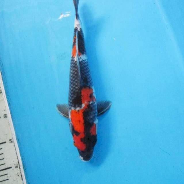 Showa Shanshoku 32 cm
