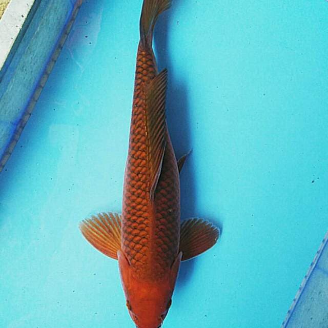 Tembaga 39cm male