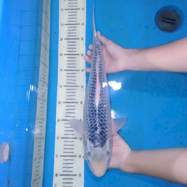 Konjo Asagi 43 cm