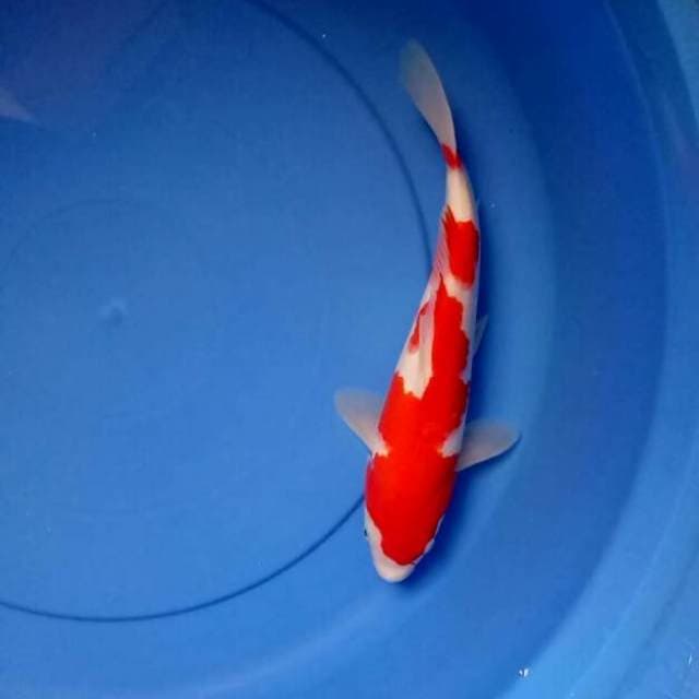 Kohaku