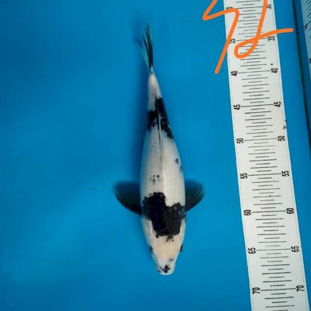 Shiro juos 32cm