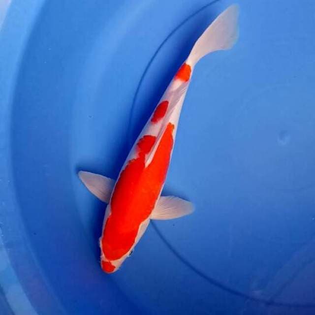 Kohaku