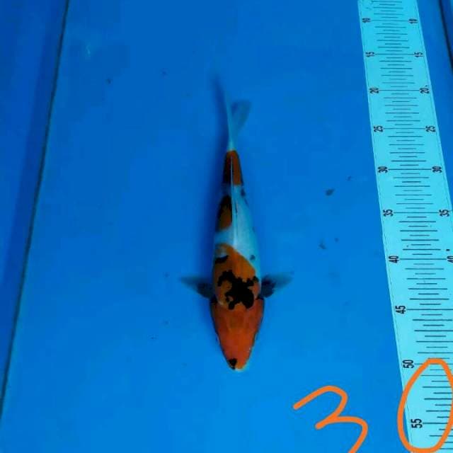 Showa 30cm
