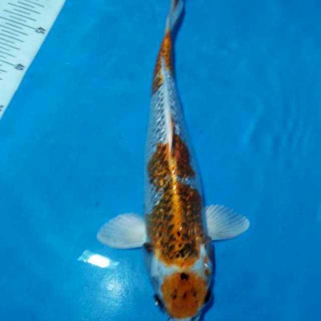 Kujaku maruten 33 cm