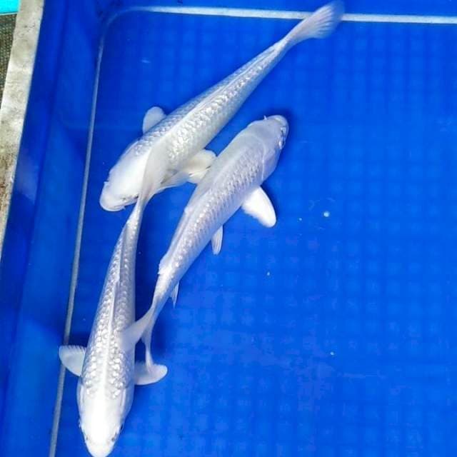 Platinum ginrin bagus