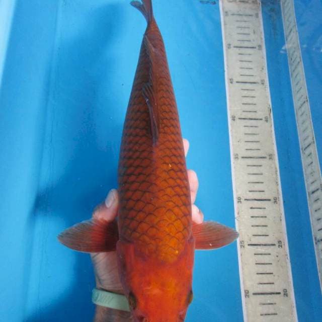 45 cm Cagoi tembaga