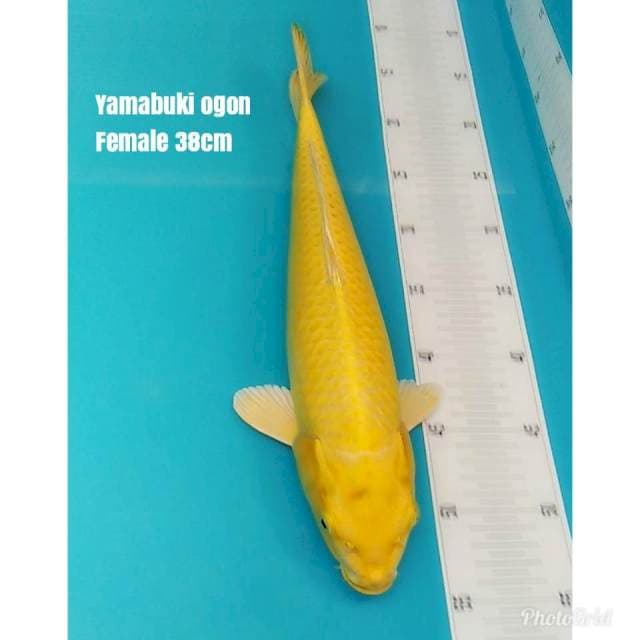 Jumbo ** YAMABUKI OGON **