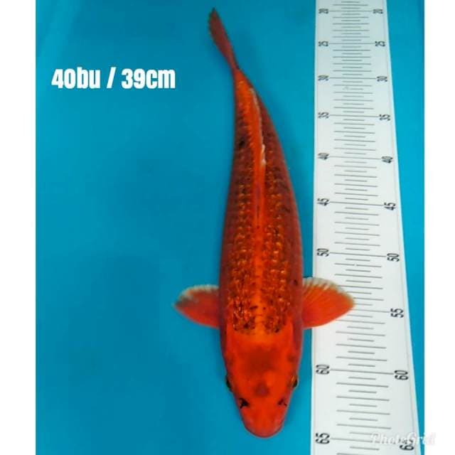 Kin Matsuba Ginrin punuk