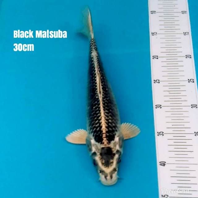 Black Matsuba