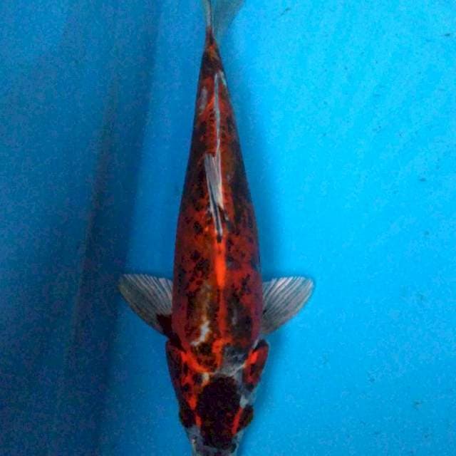BENIkIKO ANTIK