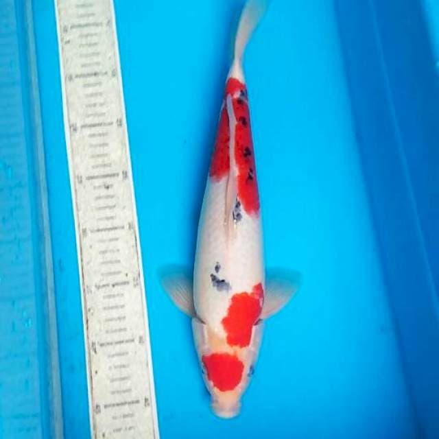 Maruten sanke 36cm
