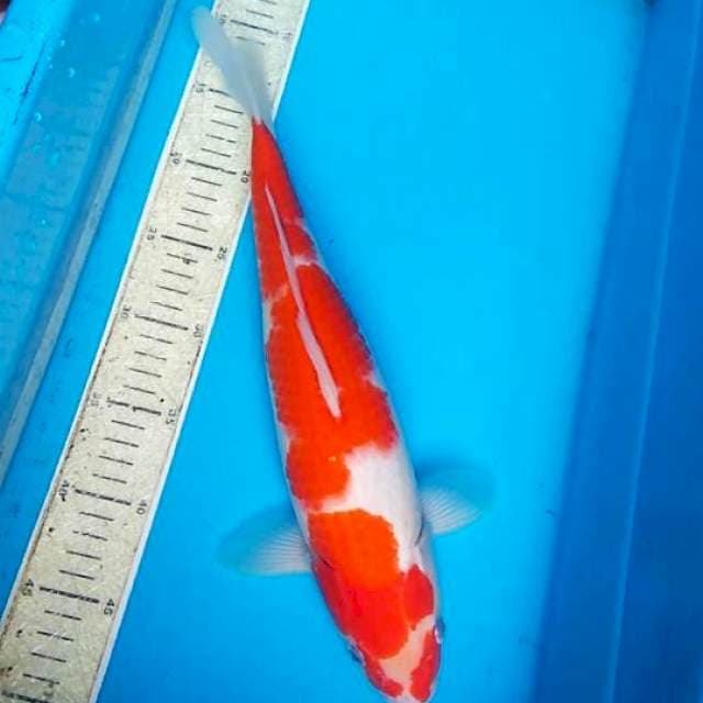 Kohaku 38cm