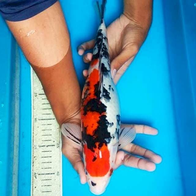 Sanke 37cm