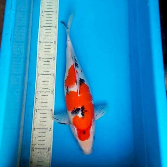 Sanke 39cm