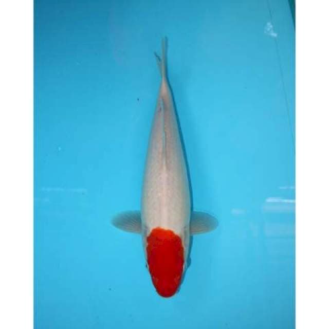 TANCHO KOHAKU 32 CM