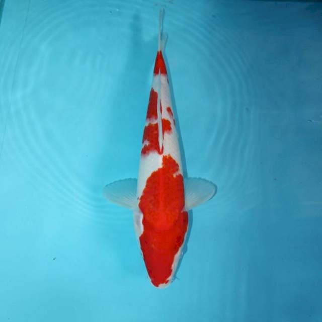KOHAKU 34 CM