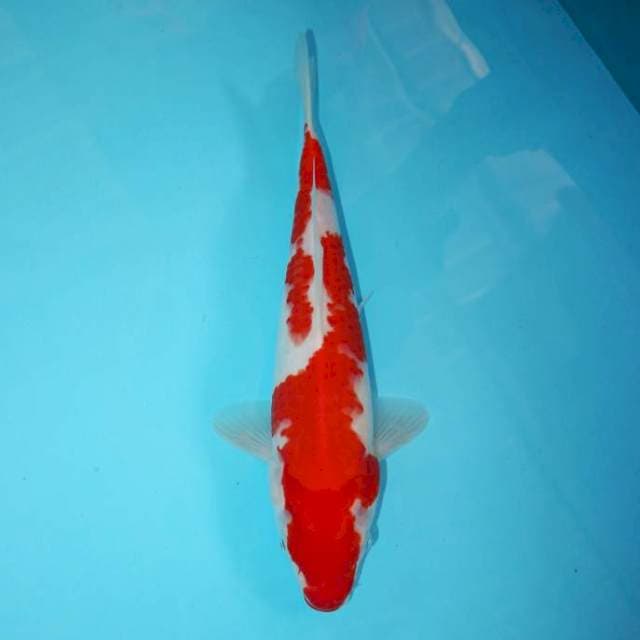 KOHAKU 31 CM
