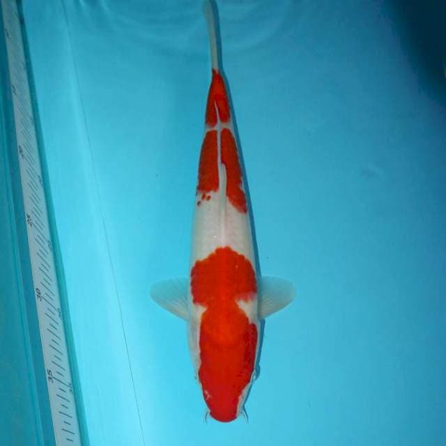 SANDAN KOHAKU 30 CM
