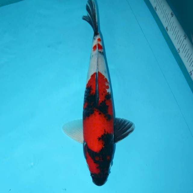 SHOWA 33 CM