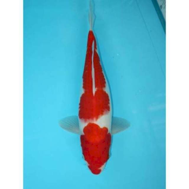 KOHAKU 2 STEP 33 CM