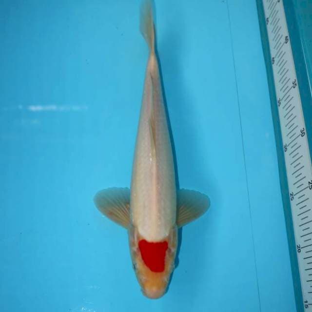 TANCHO 31 CM