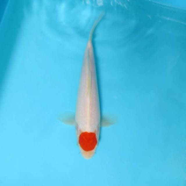 C. DAMARKOI ( ORIGINAL TANCHO )