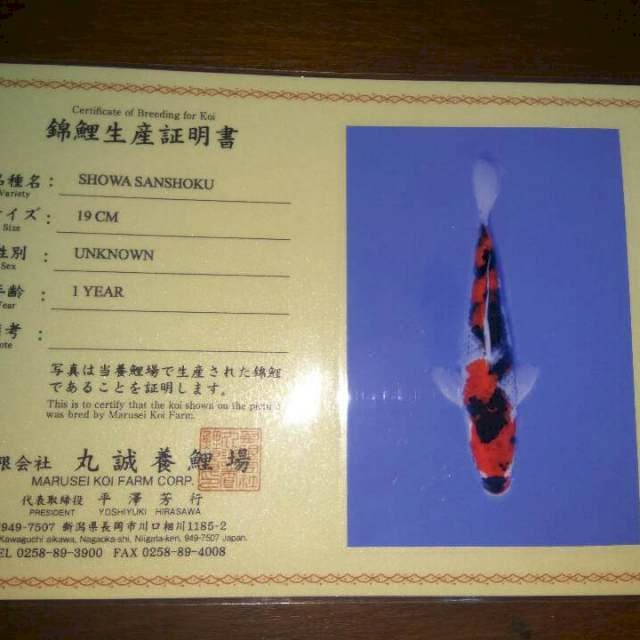 Showa Sanshoku (Marusei) 19cm. Import dan Sertifikat