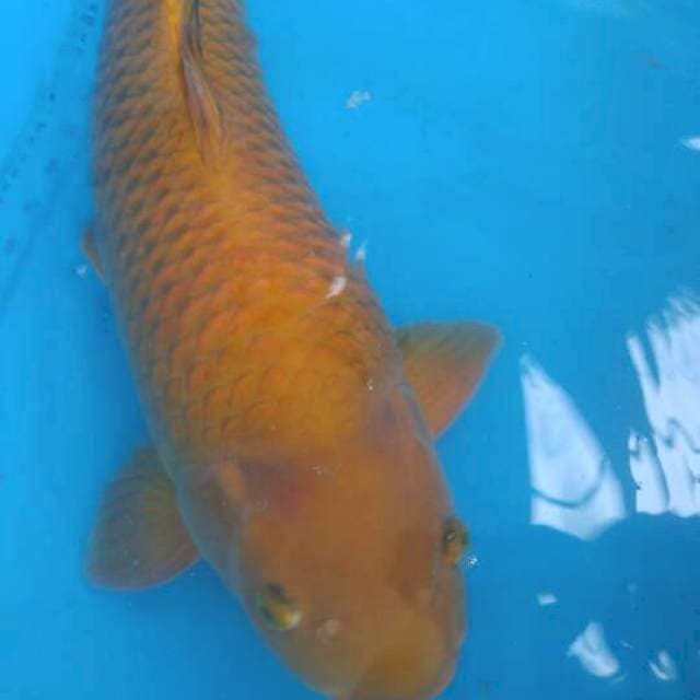 Chagoi 60