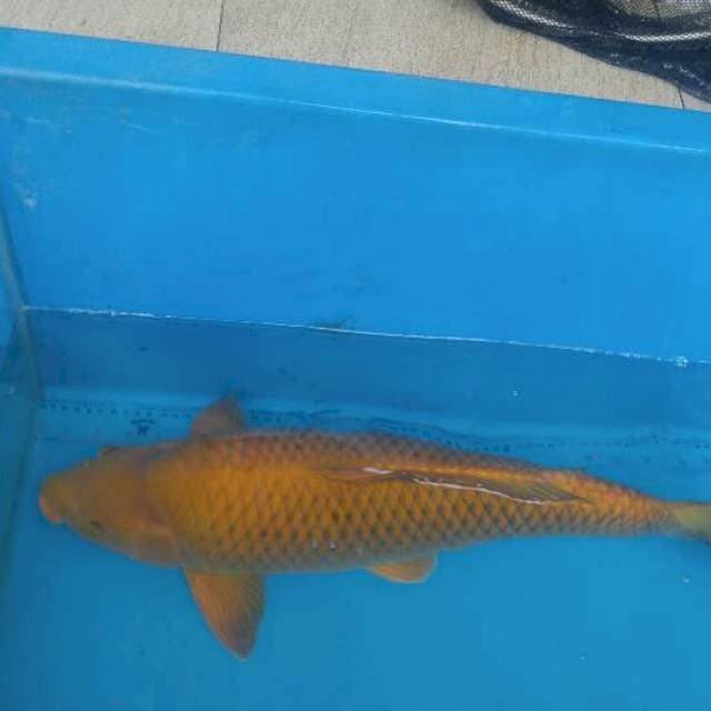 Chagoi 60