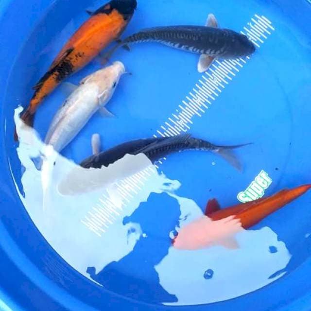 Mix 27-29cm
