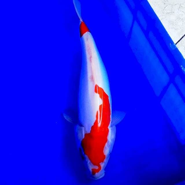 Doitsu kohaku murni halus 40bu