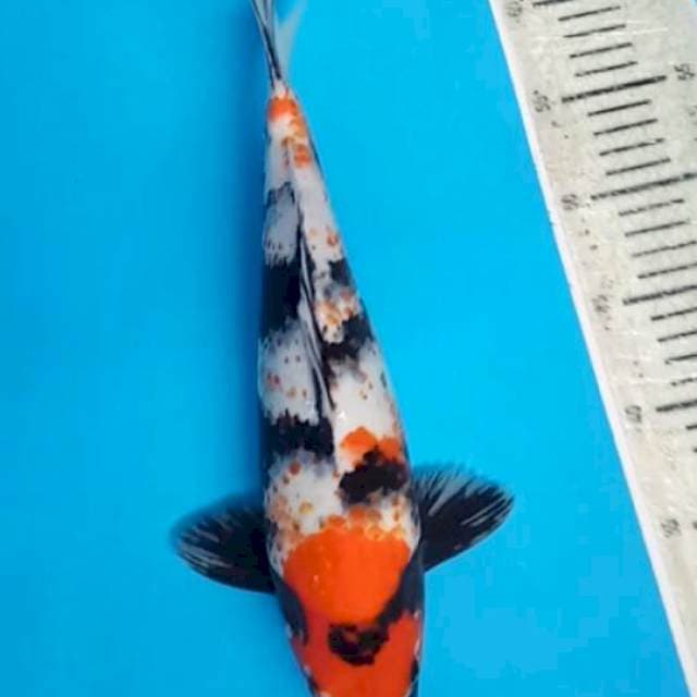 Showa Kanoko