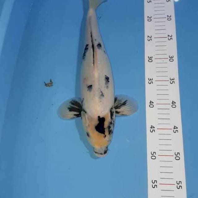 Shiro tategoi 37cm