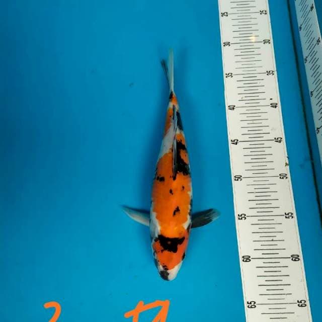 Showa 29 cm calon juos