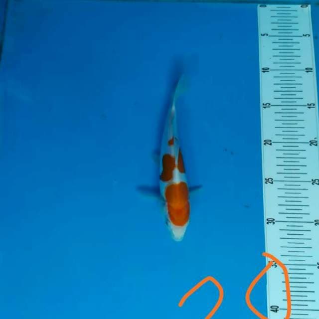 Kohaku doit 20 cm cpt jd duit