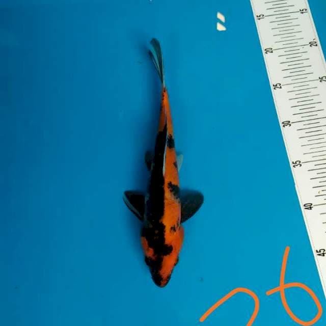Showa 26 cm