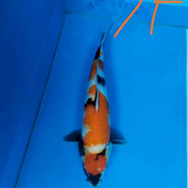 Showa calon juara 37 cm